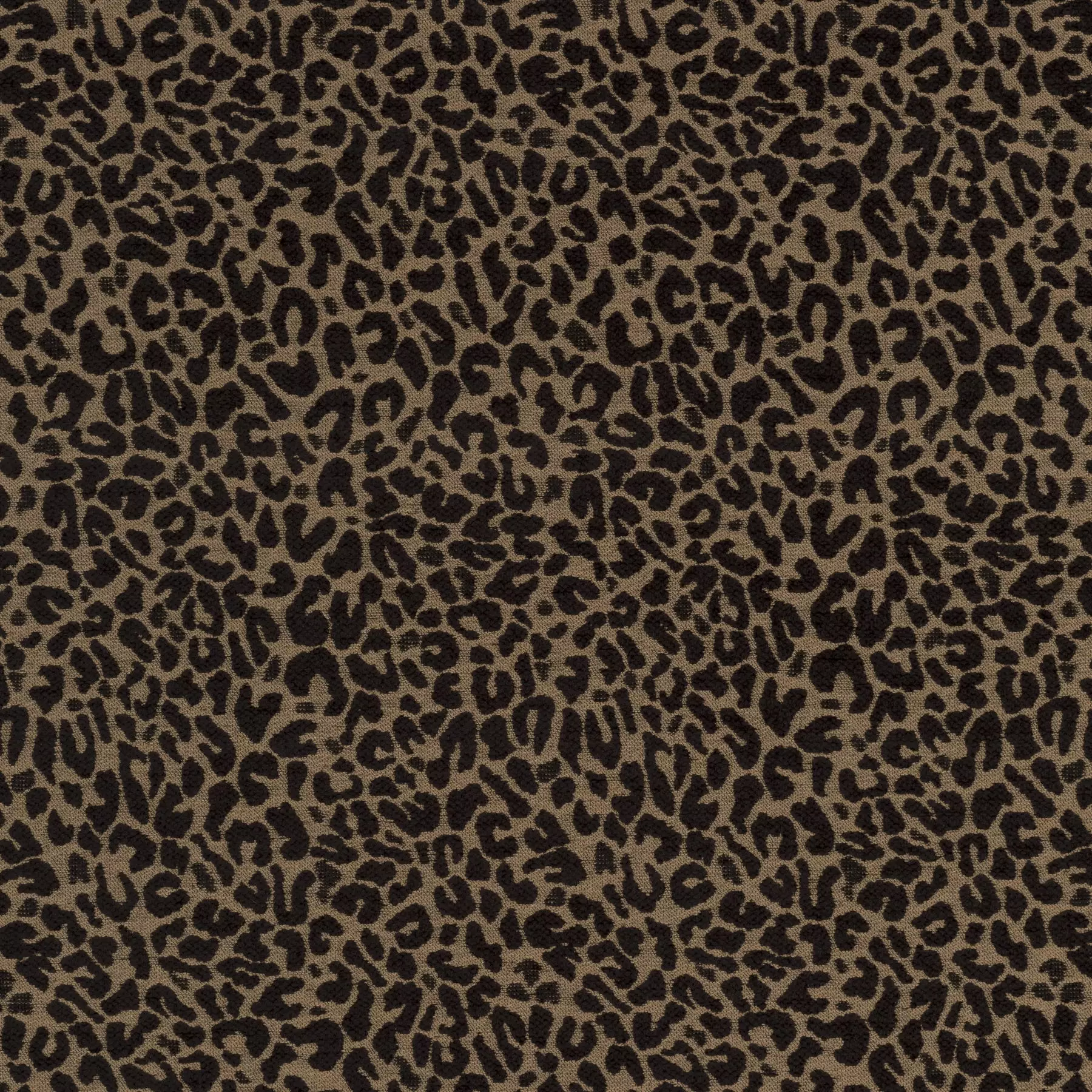 View Cheetah | JA2128/020 Cheetah | JA2128/020